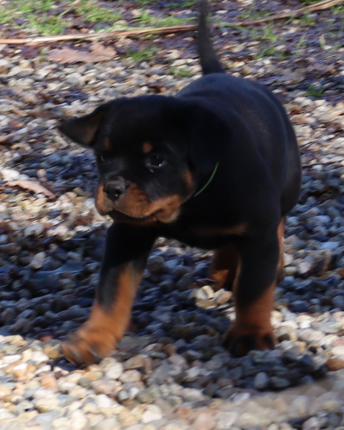 A'GRIBOUILLE Collier Vert