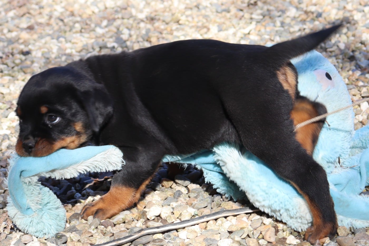 A'GRIBOUILLE Collier Vert