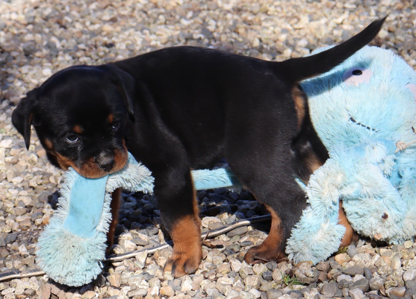 A'GRIBOUILLE Collier Vert