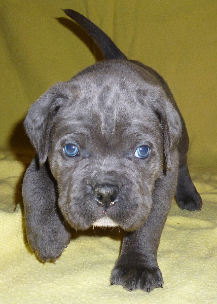 Chiot - Elevage pension de la licorne noire - chiots Chiot - Elevage pension de la licorne noire - chiots