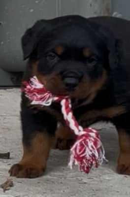 Les chiots de Rottweiler