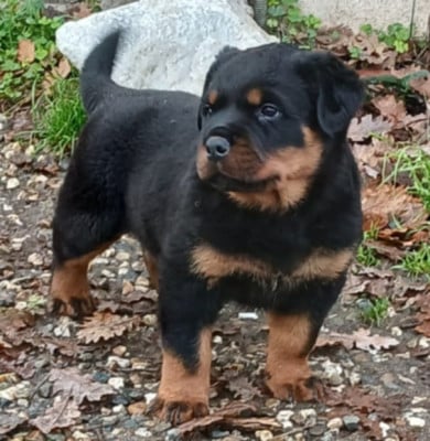 Les chiots de Rottweiler