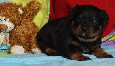 Les chiots de Rottweiler