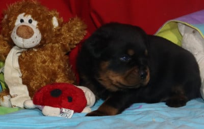 Les chiots de Rottweiler