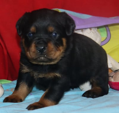 Les chiots de Rottweiler
