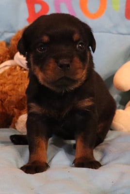 Les chiots de Rottweiler