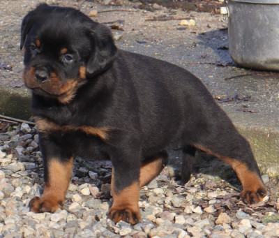 Les chiots de Rottweiler