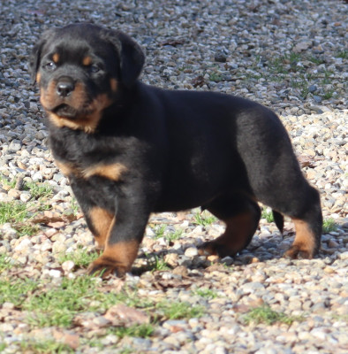 Les chiots de Rottweiler