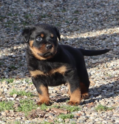 Les chiots de Rottweiler