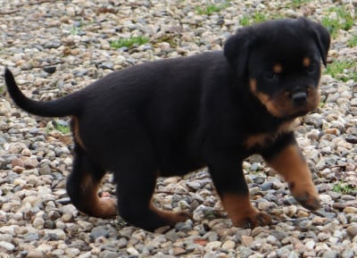 Les chiots de Rottweiler