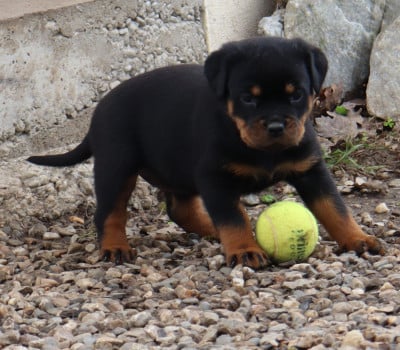 Les chiots de Rottweiler