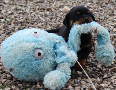 Les chiots de Rottweiler