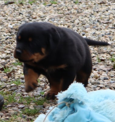 Les chiots de Rottweiler