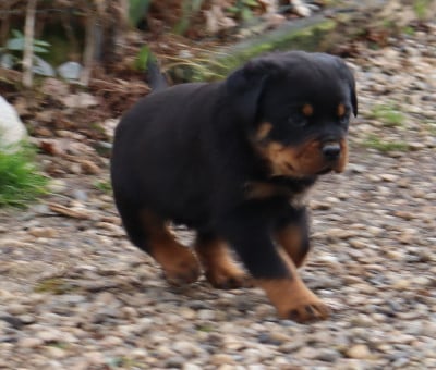 Les chiots de Rottweiler