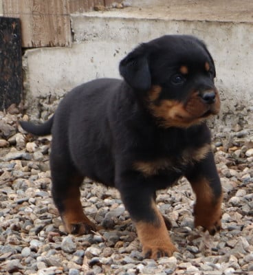 Les chiots de Rottweiler