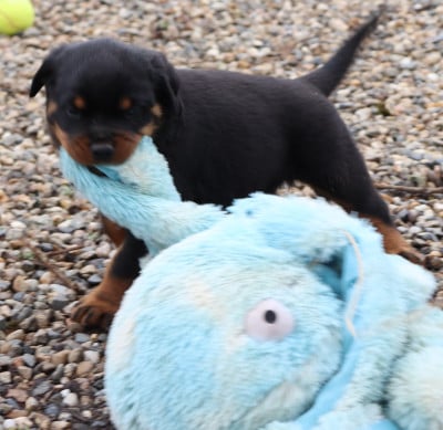Les chiots de Rottweiler