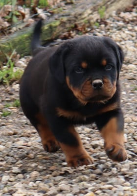 Les chiots de Rottweiler