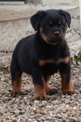 Les chiots de Rottweiler