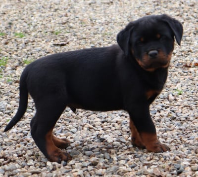 Les chiots de Rottweiler