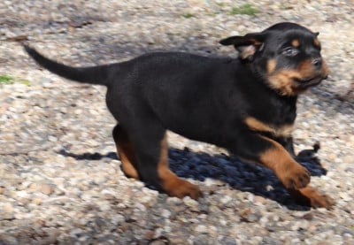 Les chiots de Rottweiler