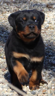 Les chiots de Rottweiler