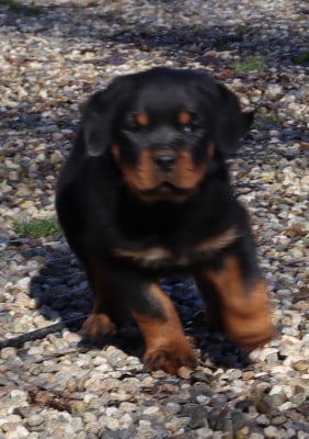 Les chiots de Rottweiler