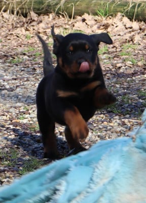Les chiots de Rottweiler