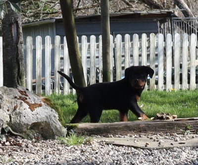 Les chiots de Rottweiler