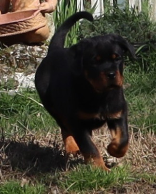 Les chiots de Rottweiler