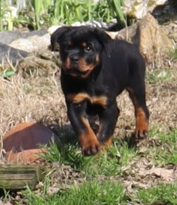 Les chiots de Rottweiler