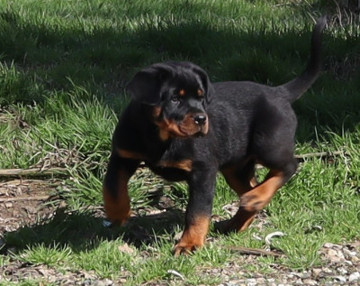 Les chiots de Rottweiler