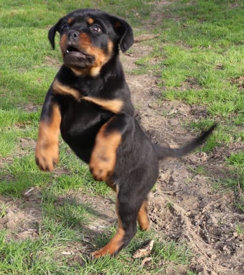 Les chiots de Rottweiler