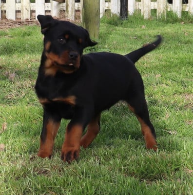 Les chiots de Rottweiler