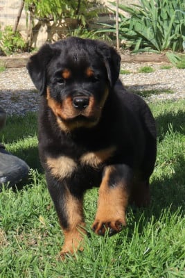 Les chiots de Rottweiler
