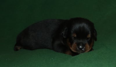 Rottweiler