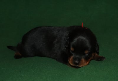 Collier Rouge - Rottweiler