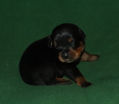 Collier Vert - Rottweiler