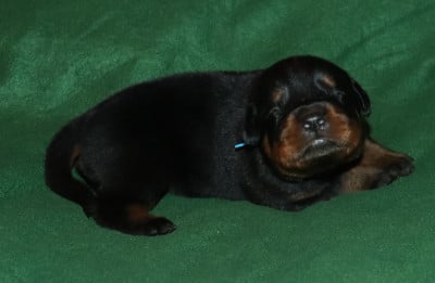 Collier Bleu - Rottweiler