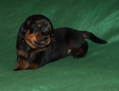 Collier Gris - Rottweiler