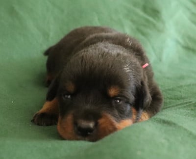 Collier Rose - Rottweiler
