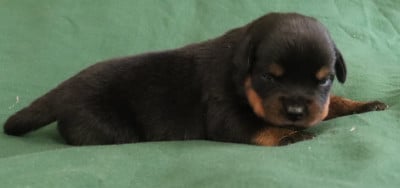 Collier Jaune - Rottweiler