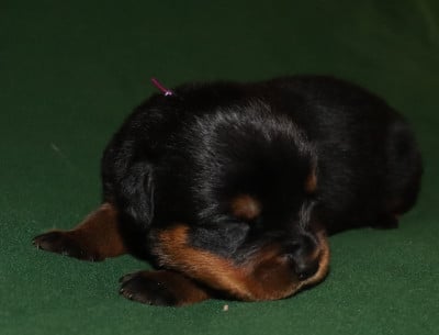 Collier Violet - Rottweiler