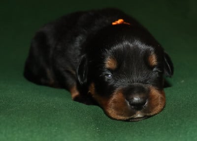 Collier Orange - Rottweiler