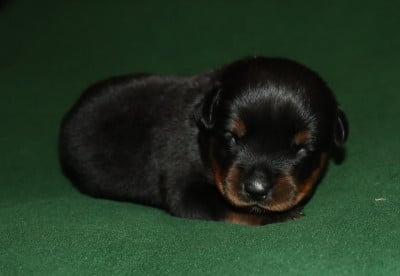 Collier Blanc - Rottweiler
