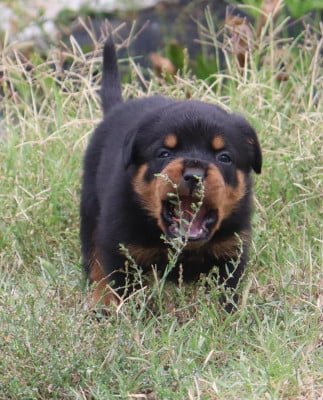 Les chiots de Rottweiler
