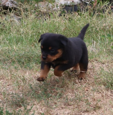Les chiots de Rottweiler