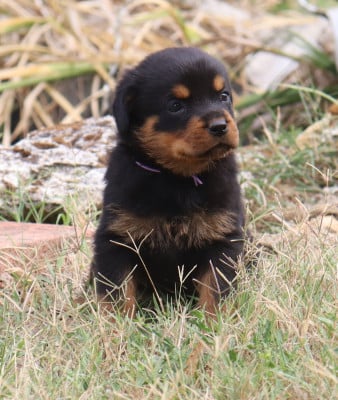 Les chiots de Rottweiler