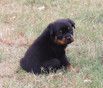 Les chiots de Rottweiler