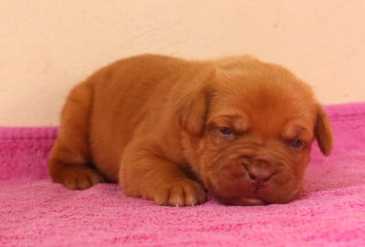 Dogue de Bordeaux