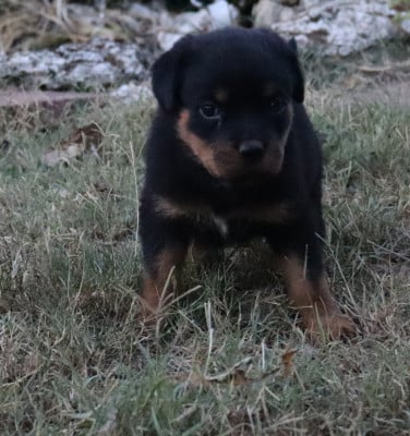 Les chiots de Rottweiler